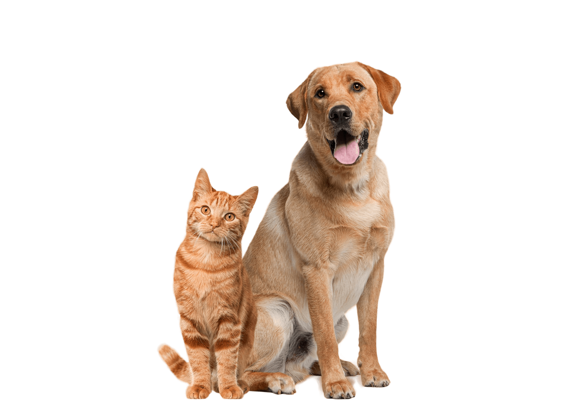 love your pet