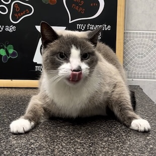 Pet General Medicine in Thorndale