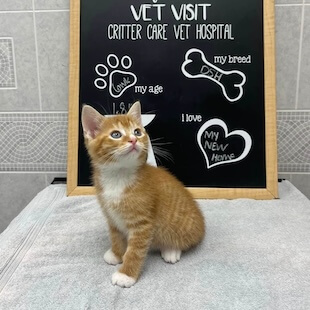Pet Reproductive Health in Thorndale