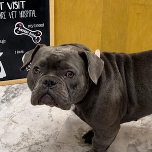 Pet Surgery in Thorndale
