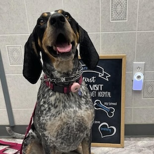 Pet Wellness Exams in Thorndale