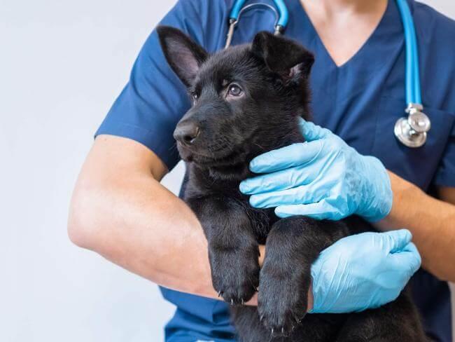 Veterinary hospital in [practice:city]
